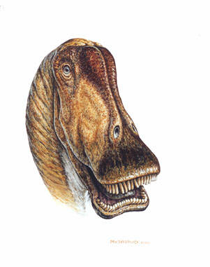 Diplodocus Portrait