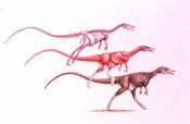 Sinosauropteryx 3-Stage