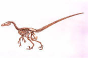 Velociraptor skeleton